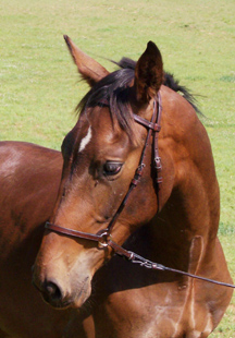 Zohar as a Yearling