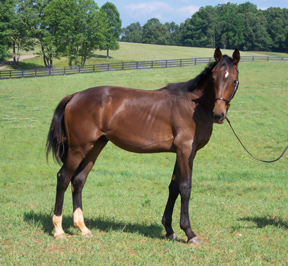 Zohar as a Yearling
