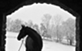 Zohar on a snowy day