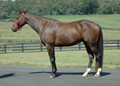 Zohar standing left