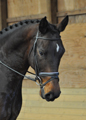 Zohar under saddle